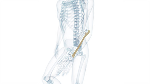 a 3d illustration of human bones