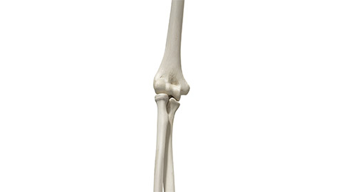 medically accurate 3d rendering of a the elbow bones