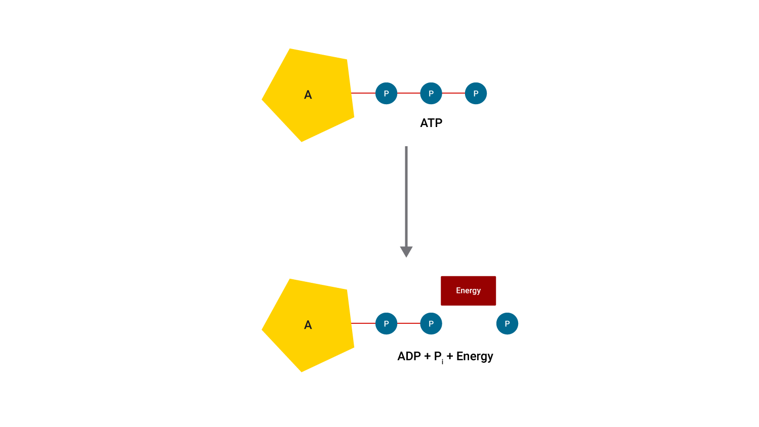 ATP breakdown during exercise