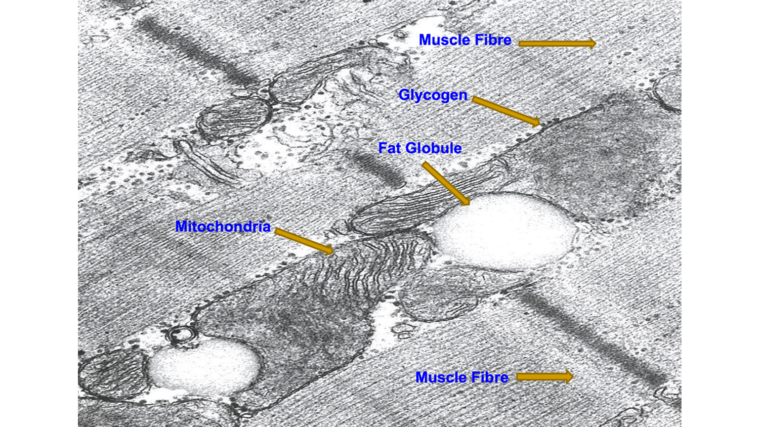 diagram of animal cell