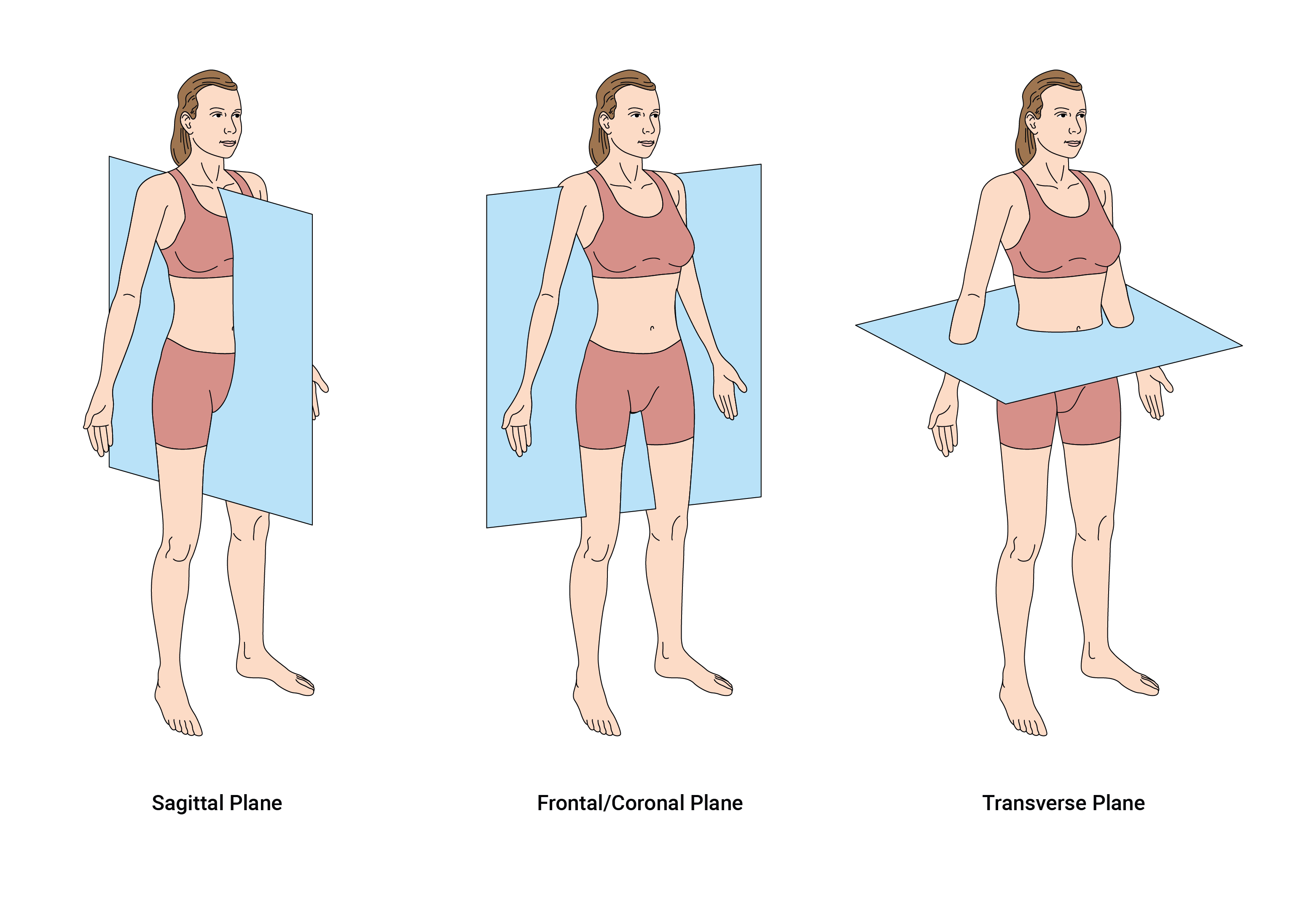 illustration of the 3 anatomical planes