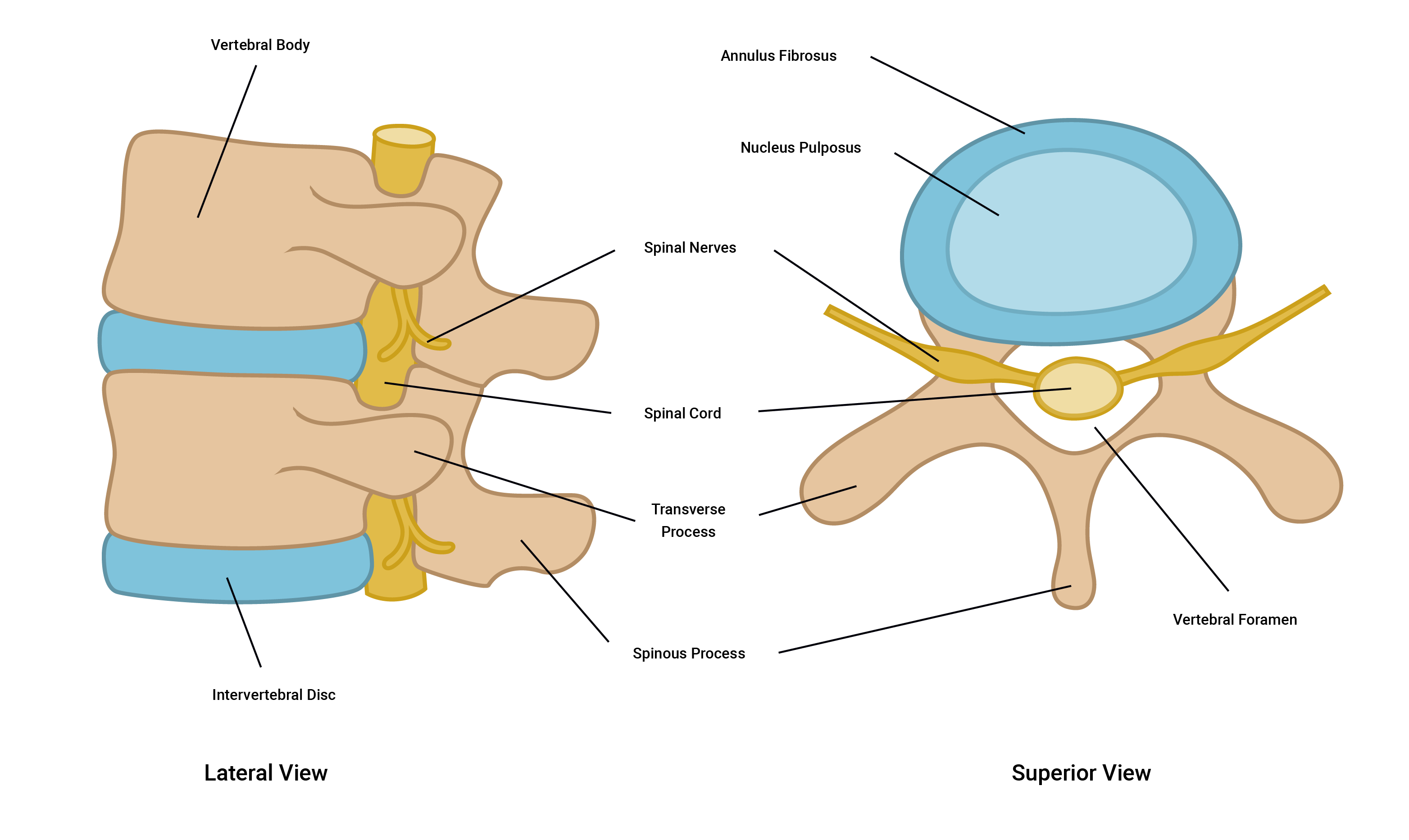 illustration of anatomy of vertebrae