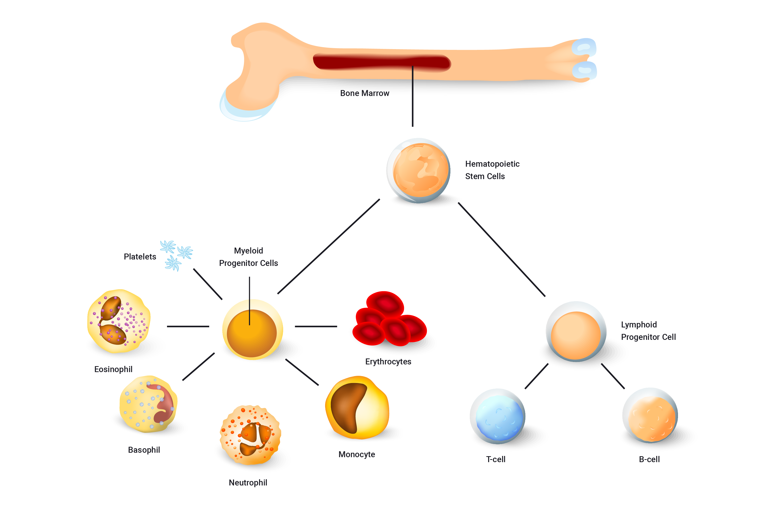 visual break down of blood production