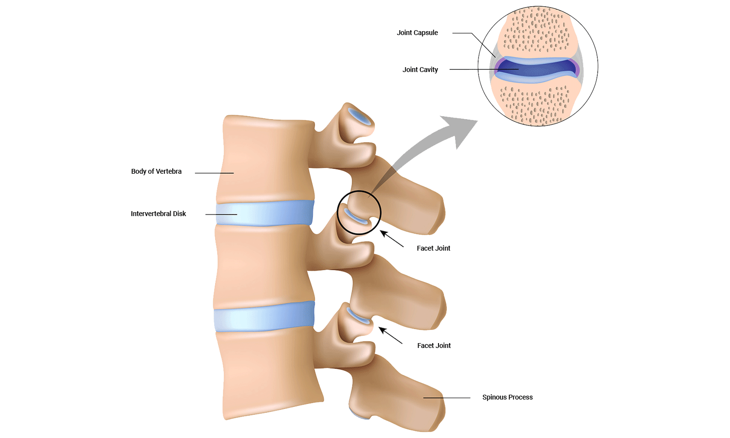 illustration of facet joints