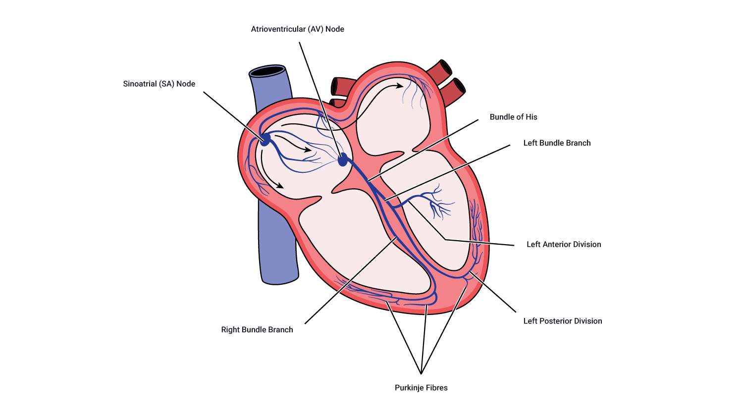 Image showing route of cardiac action potential 