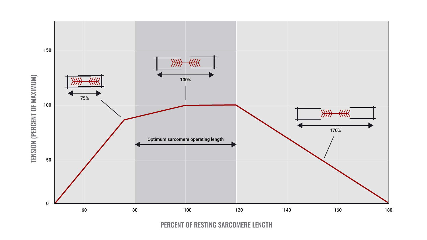 diagram of muscle length-tension relationship