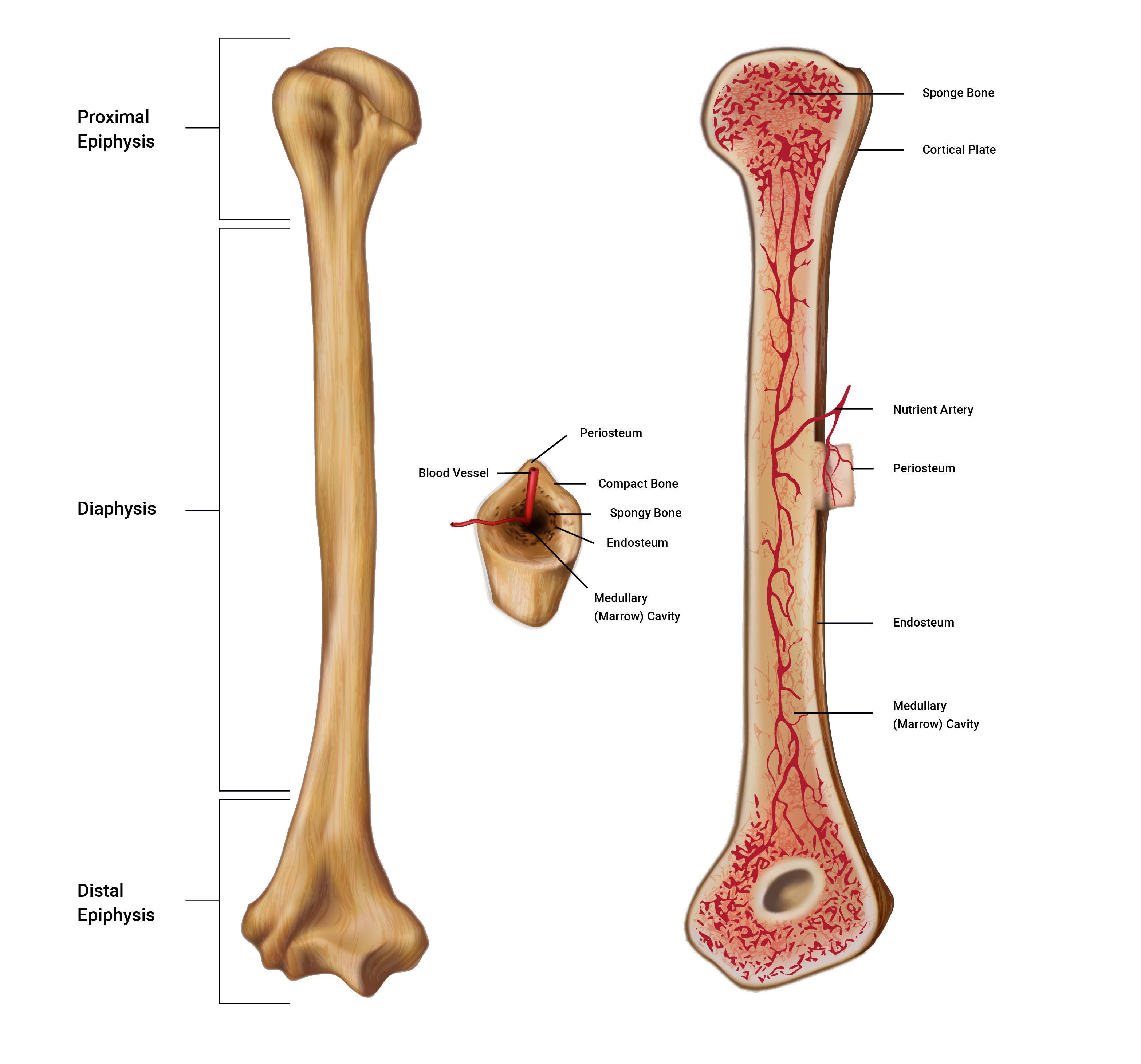 illustration of long bone