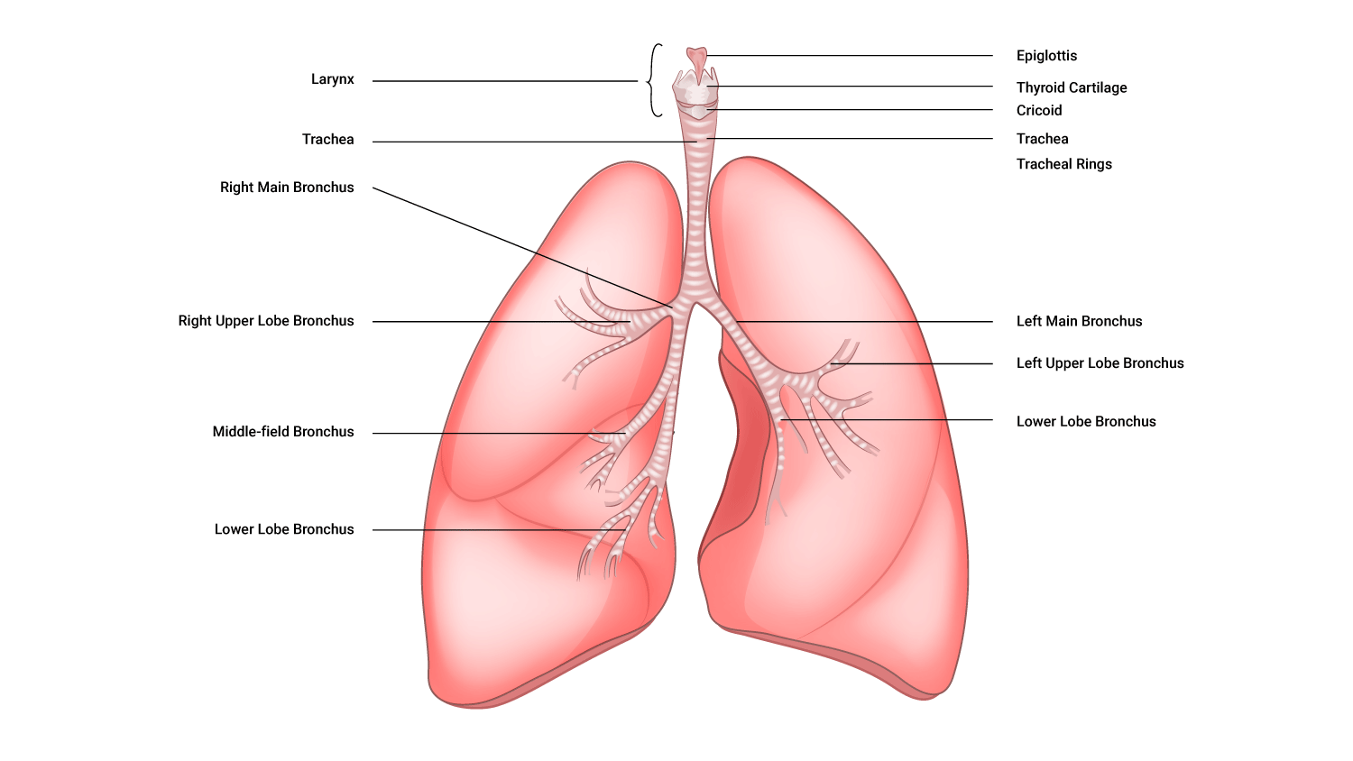 Image of trachea and other anatomical structures