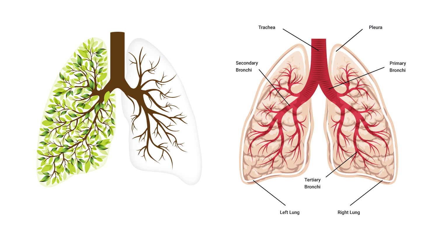 diagram of lungs