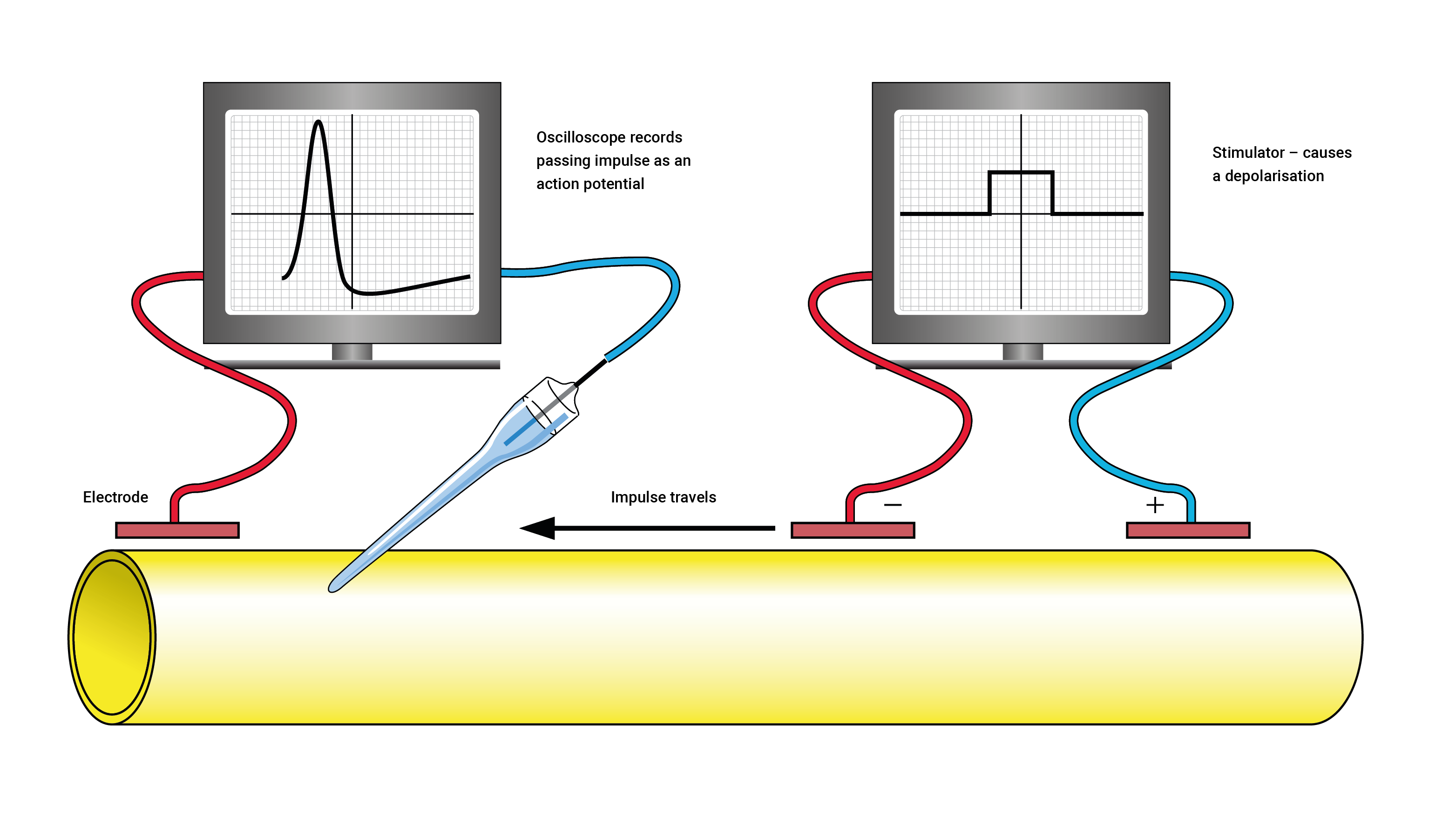 diagram of resting membrane potential