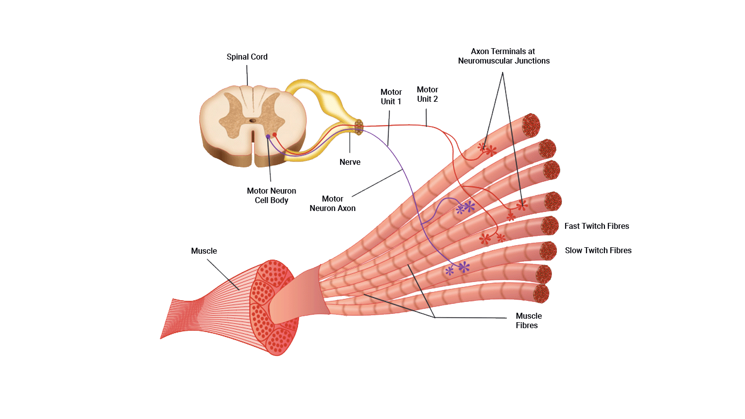 diagram of muscle fibre recruitment