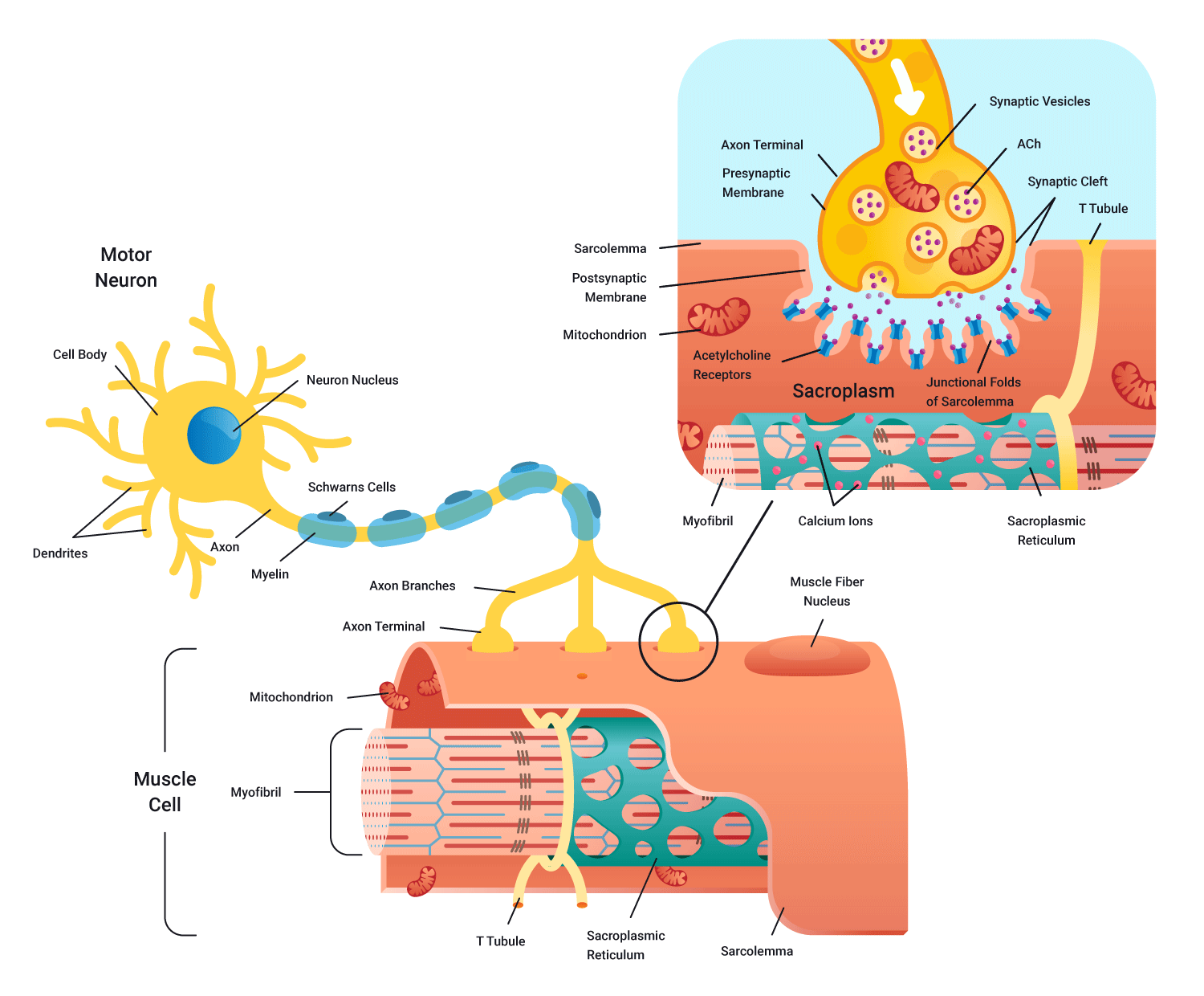 diagram of neromuscular junction