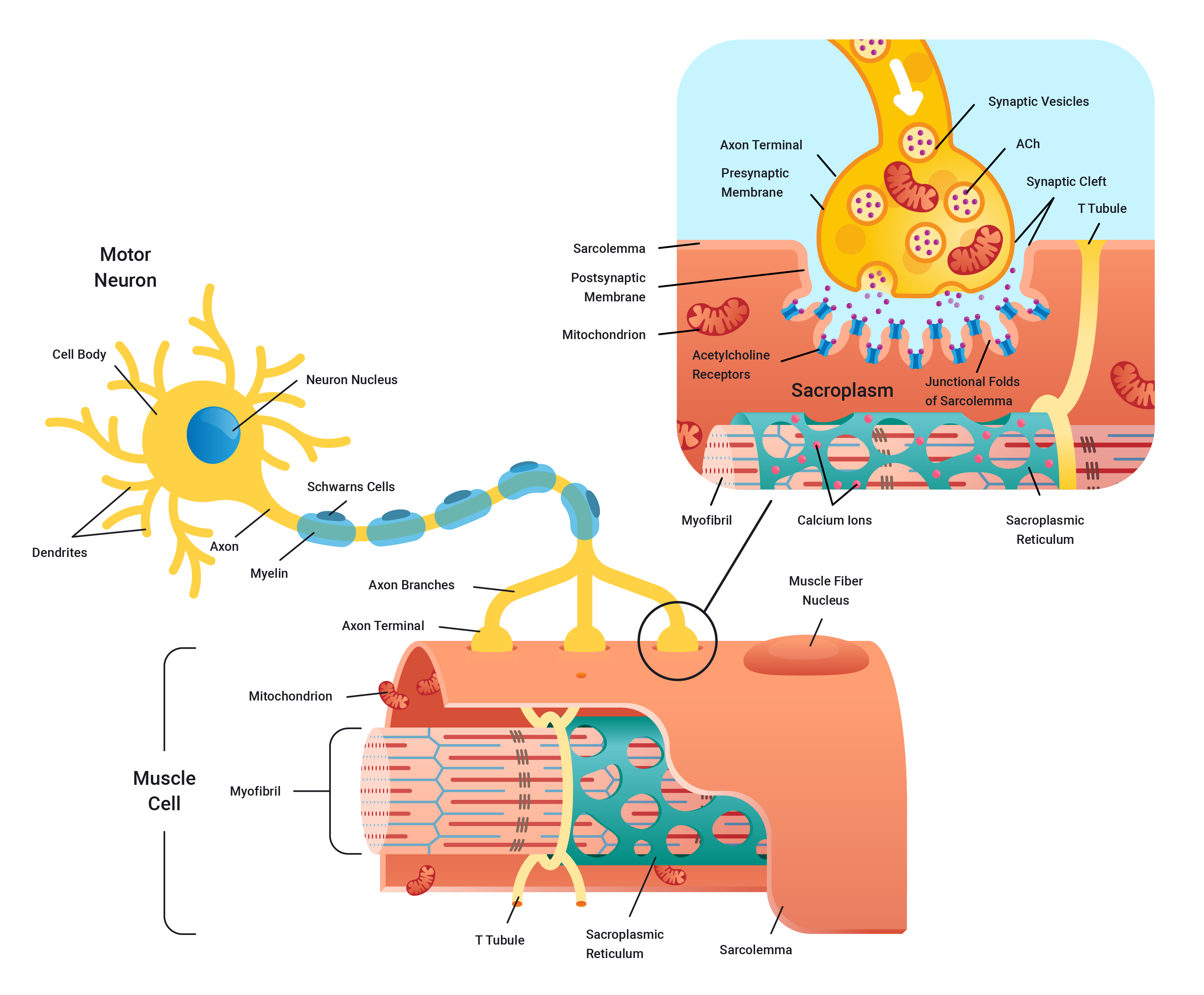 diagram of neuromuscular junction