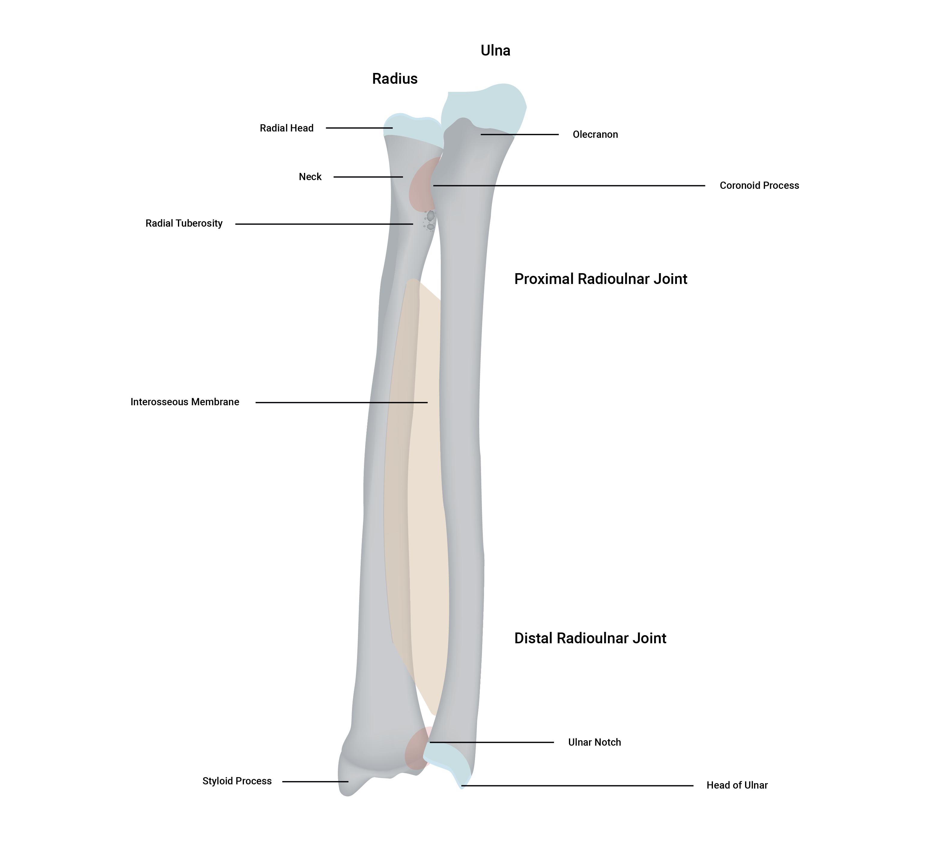 diagram of radius and ulna bones