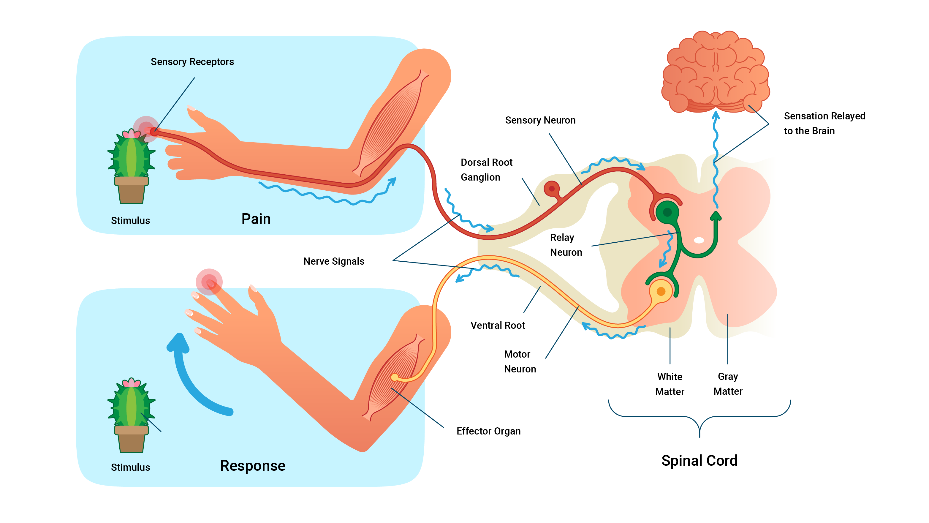 diagram of the reflext arc