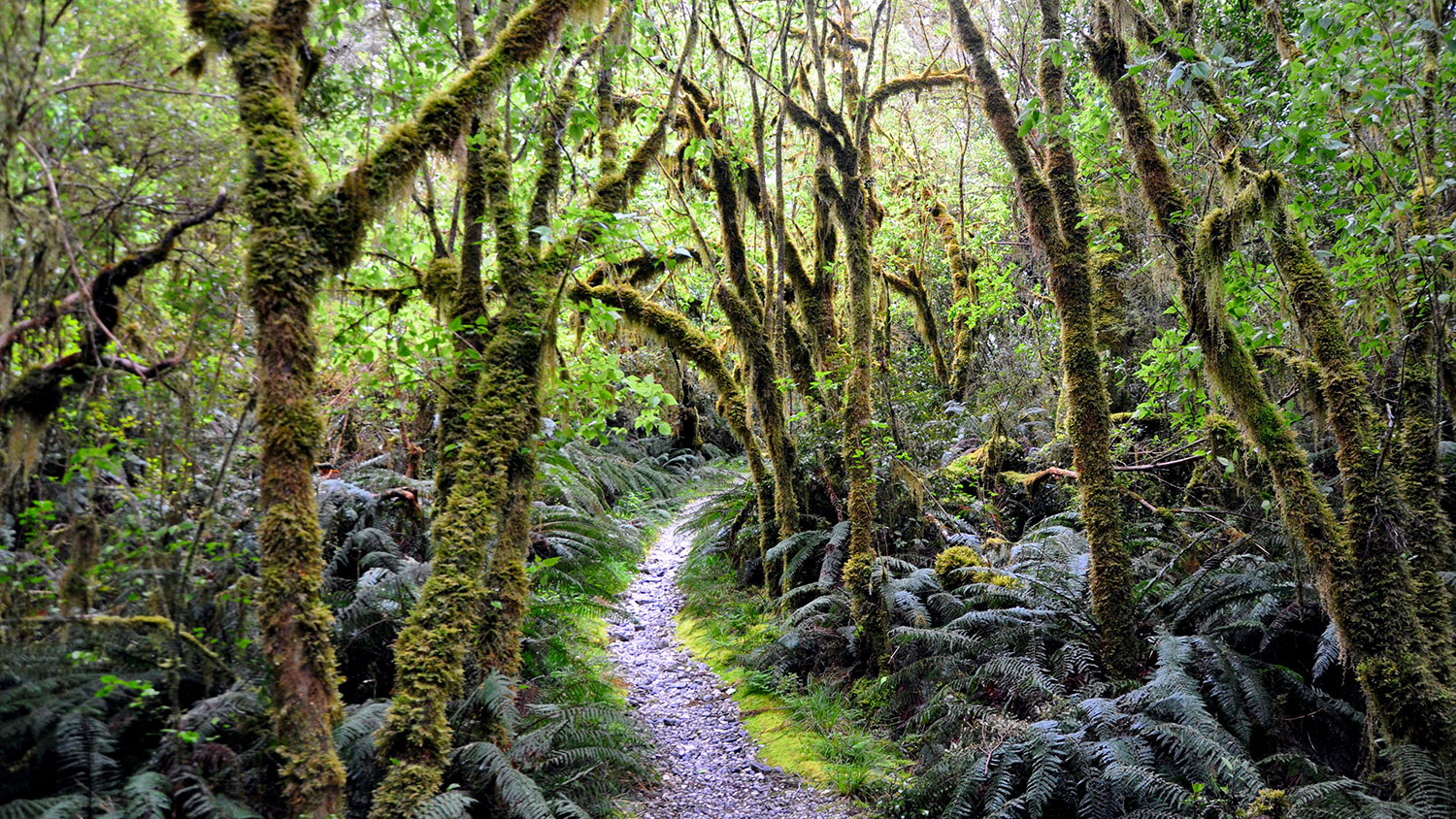 Milford Track