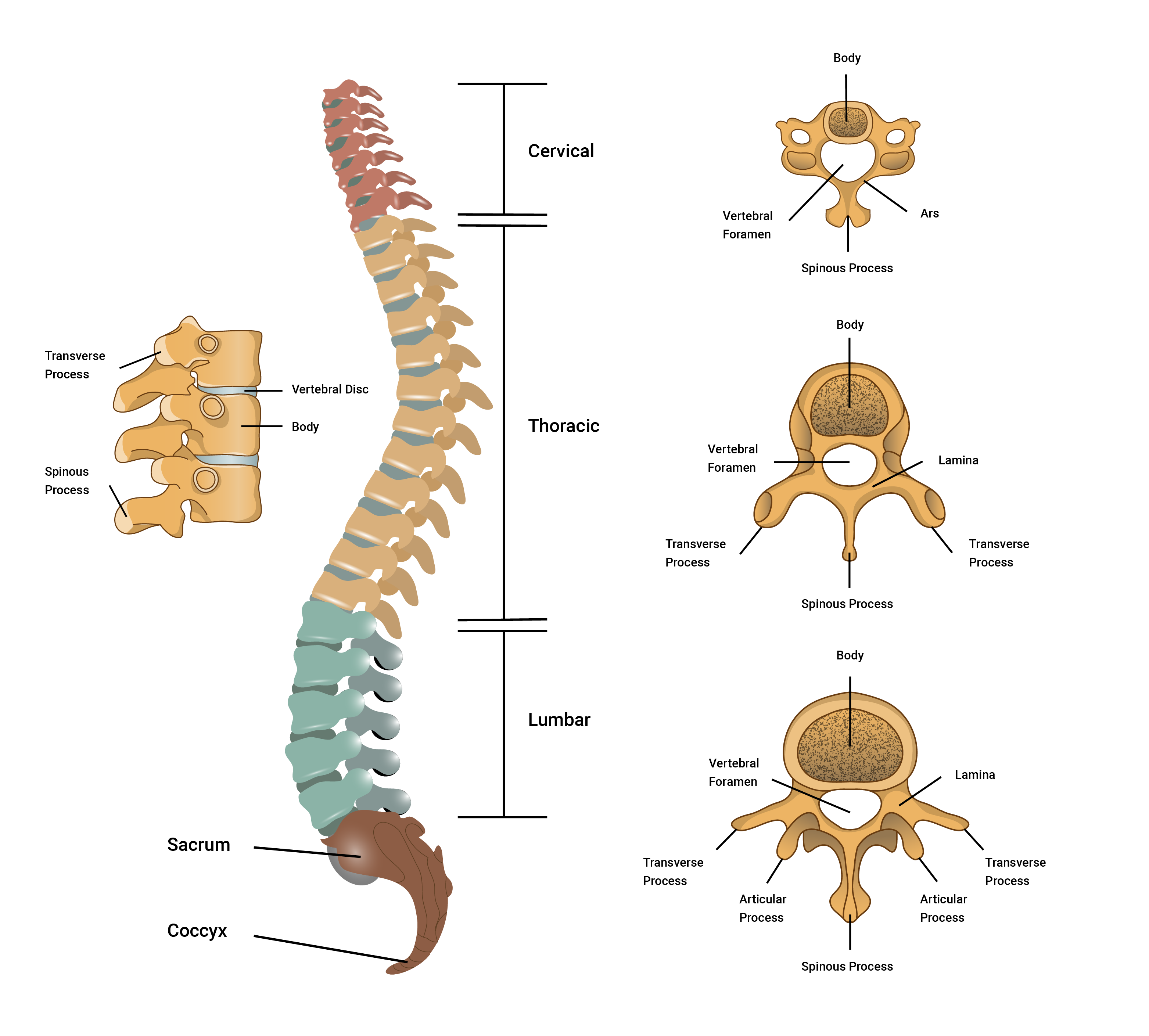 illustration of the segments of the spine