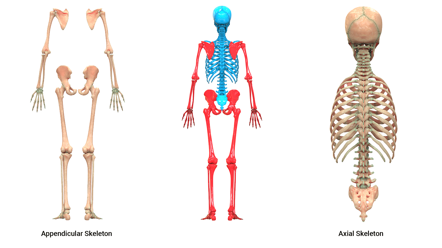 views of skeleton