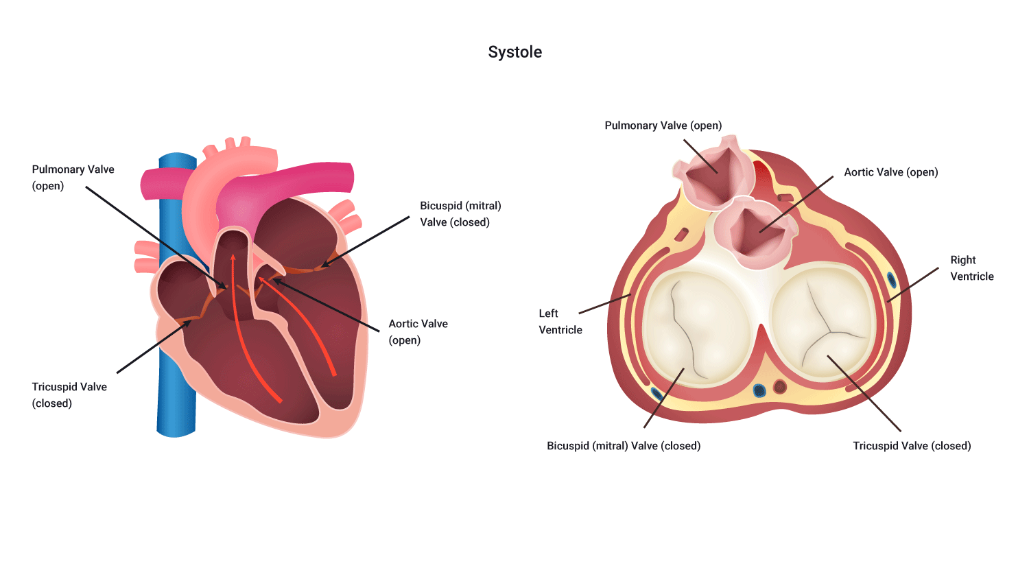 diagram of systole