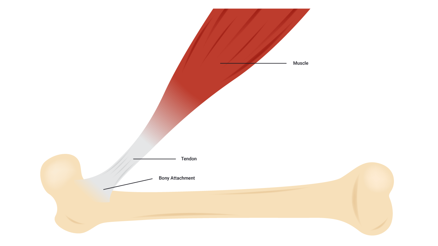 diagram of tendon attachment