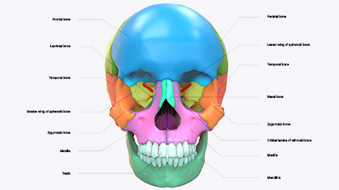 human skull with labels