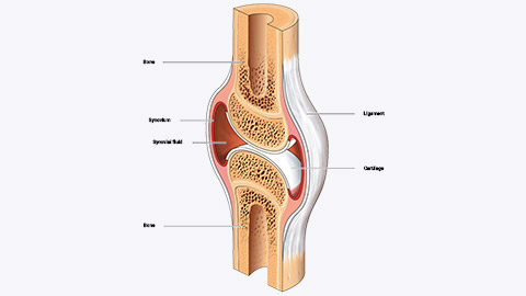 synovial joint