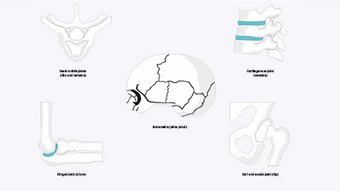 joint types