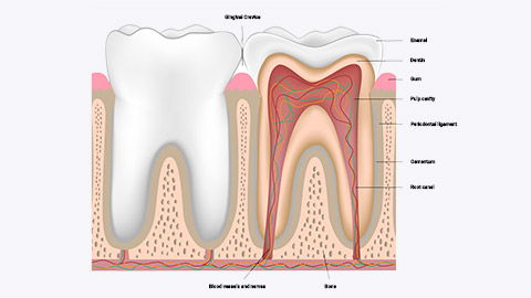 tooth anatomy