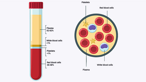 components of blood