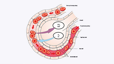 alveoli