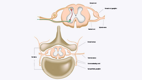 spinal column anatomy