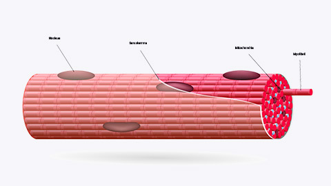 close up muscle fibre diagram