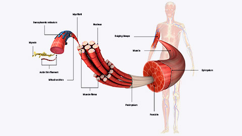 muscle fibre diagram with labels