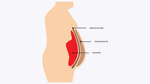 Diagram of human fat types