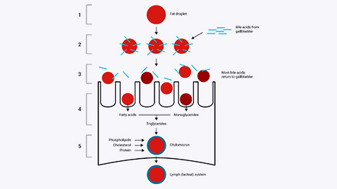 The process of fat absorption