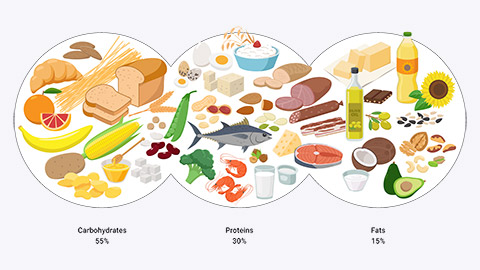 Diagram of 3 sources of macronutrients