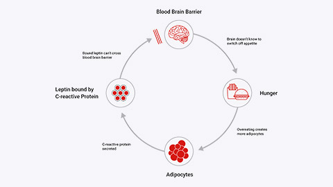 Leptin resistance cycle