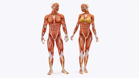 male and female anatomy