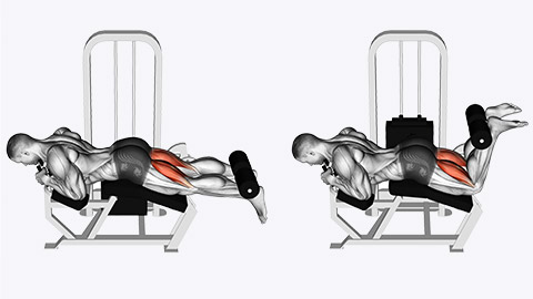 hamstring curl exercise