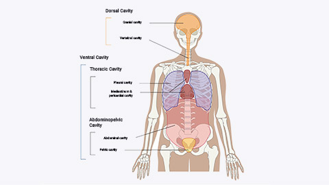 body cavities