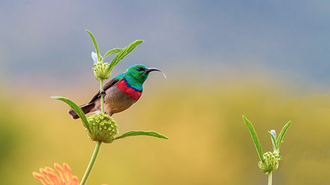 Native bird in garden