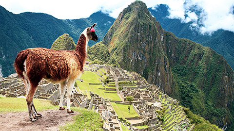 machu pichu with llama guard watching on