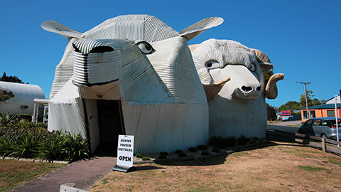 Sheep buildings in Tirau