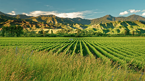 green vineyards in marlborough region