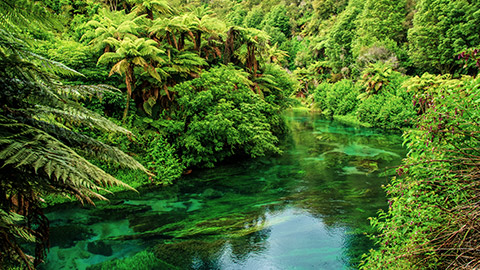 lush green forest near hamilton