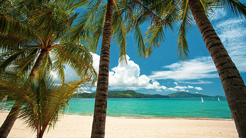 hamilton island beach and palm trees