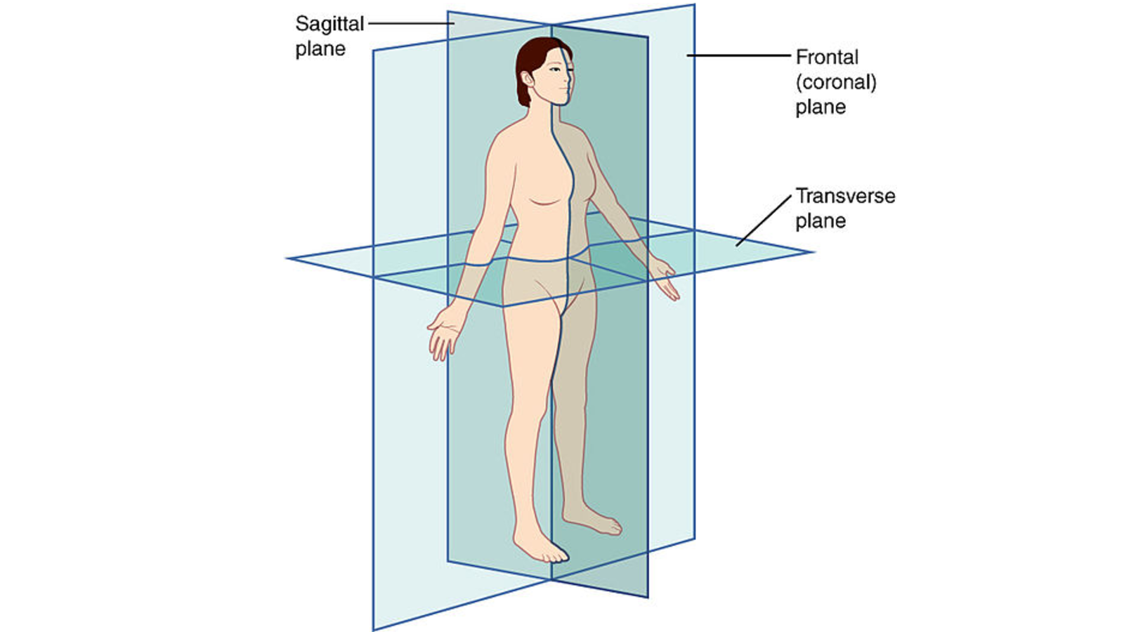 Diagream showing the three planes of motion: Transverse, Frontal and Sagittal