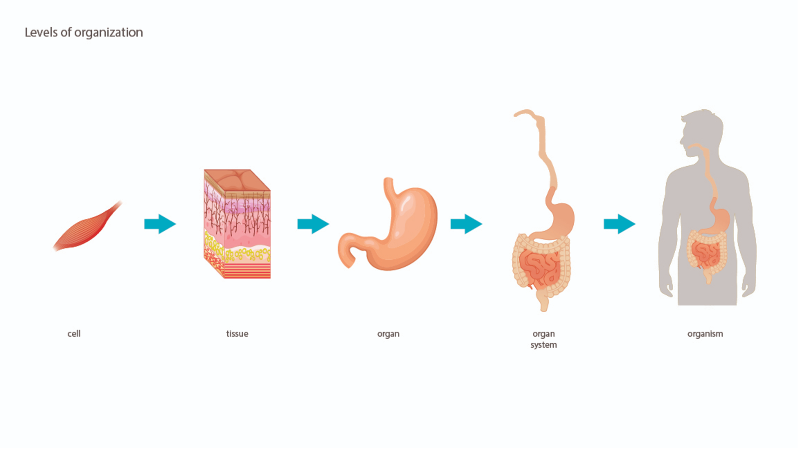 Infographic showing the levels of organisation within the human body: Cell, Tissue, Organ, Organ System, Organism