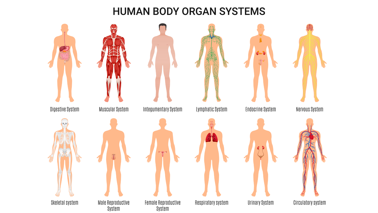 Diagrams of the various human body organ systems