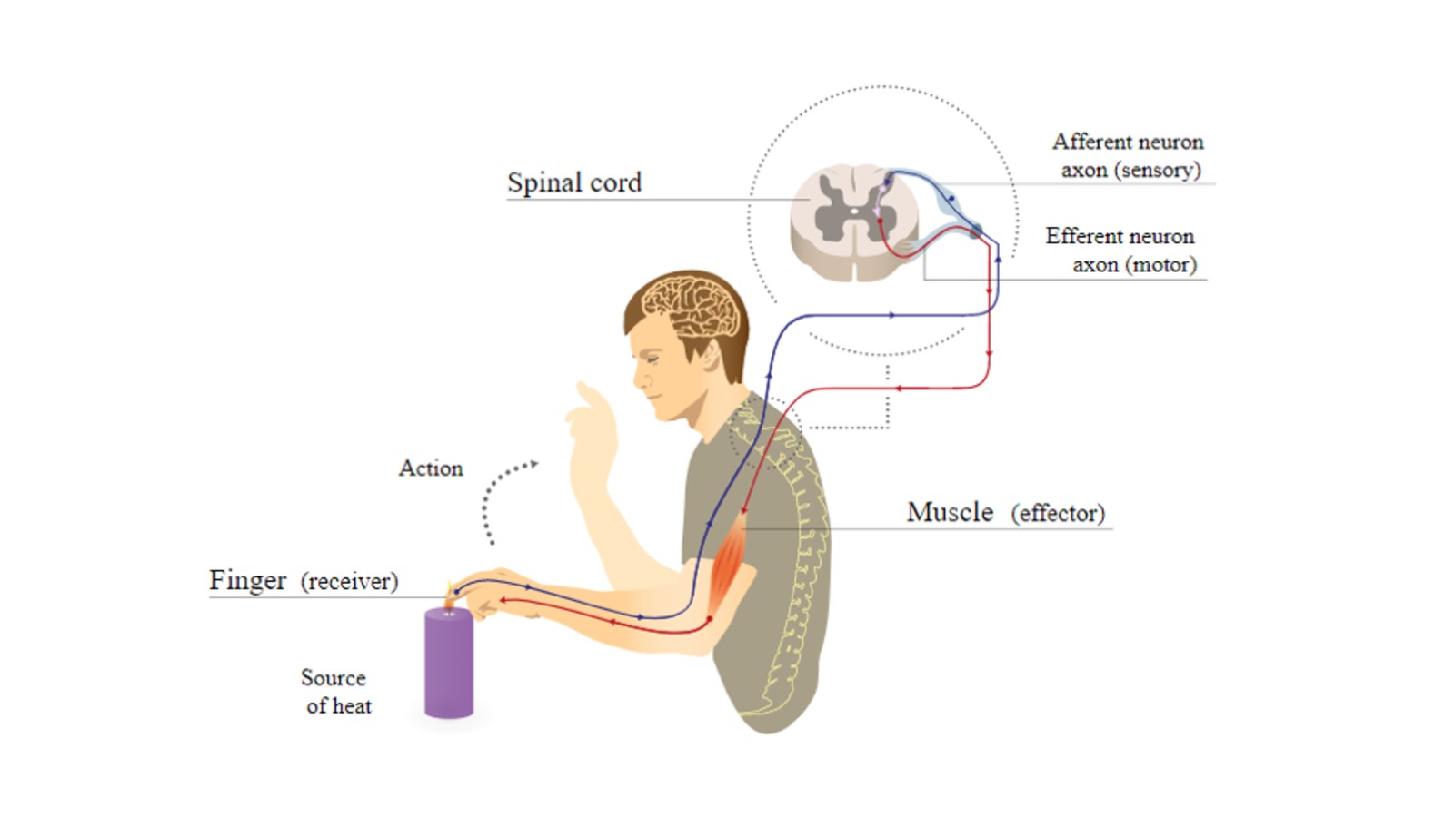 Diagram showing how nerve impulses travel via the spinal cord to the brain to command the body to move a muscle, in this case the hand away from a source of heat